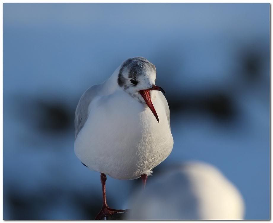 IMAGE: http://i33.photobucket.com/albums/d91/kawwauser/bhg12b.jpg