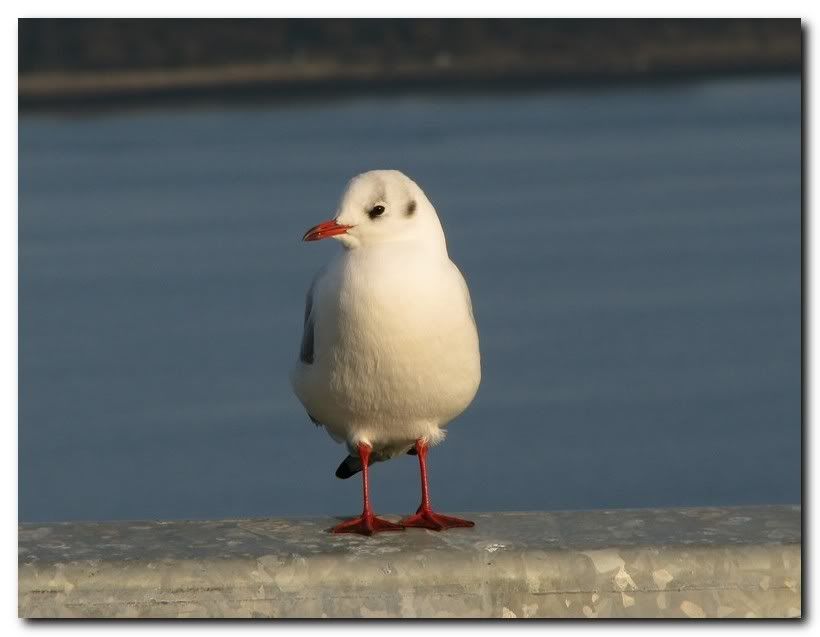 IMAGE: http://i33.photobucket.com/albums/d91/kawwauser/blackhgull.jpg