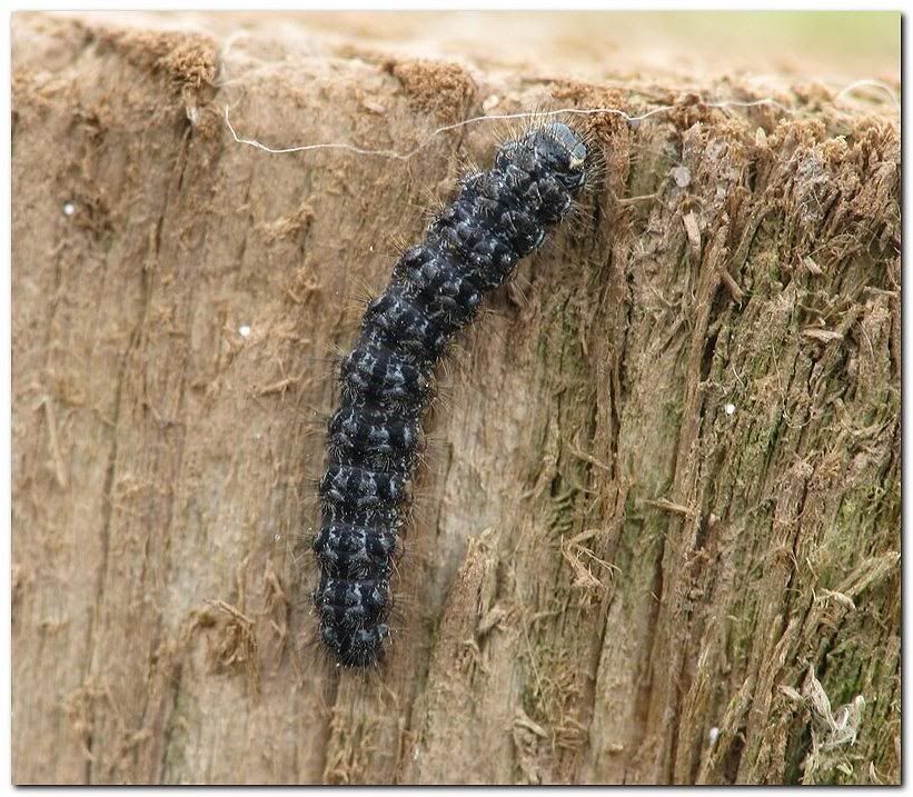 IMAGE: http://i33.photobucket.com/albums/d91/kawwauser/catt2b.jpg