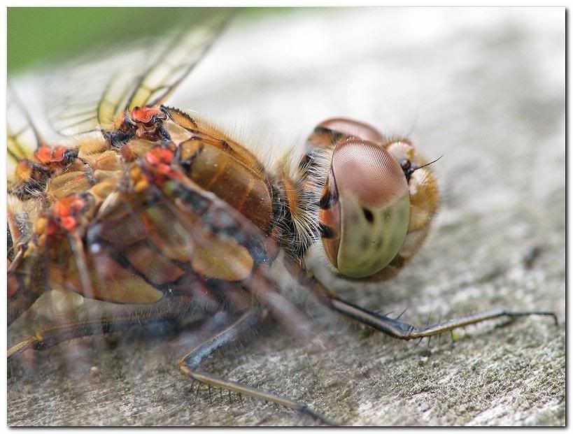 IMAGE: http://i33.photobucket.com/albums/d91/kawwauser/cf4b.jpg