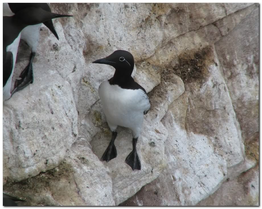 IMAGE: http://i33.photobucket.com/albums/d91/kawwauser/cgg4.jpg