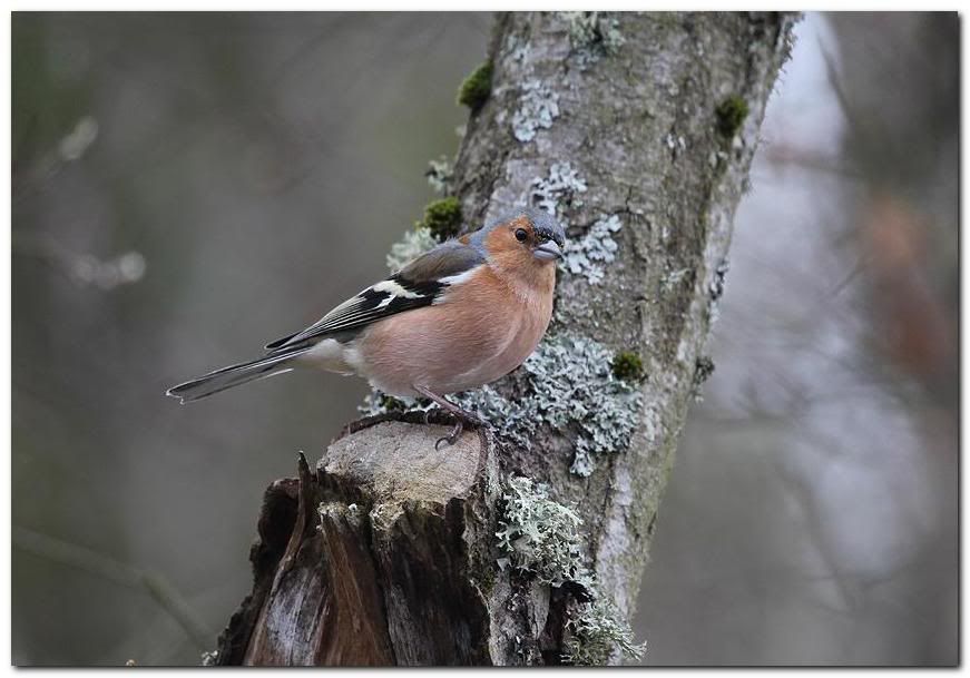 IMAGE: http://i33.photobucket.com/albums/d91/kawwauser/chaffinch100.jpg