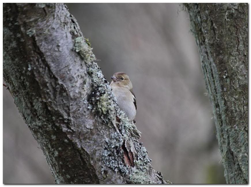 IMAGE: http://i33.photobucket.com/albums/d91/kawwauser/chaffinch101.jpg
