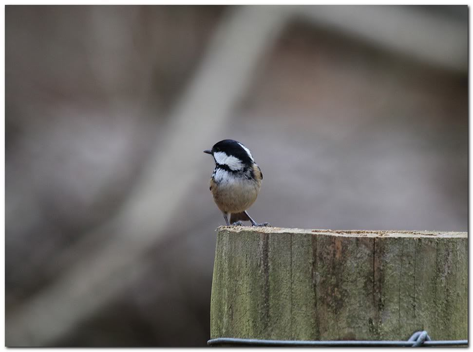 IMAGE: http://i33.photobucket.com/albums/d91/kawwauser/coalt1.jpg