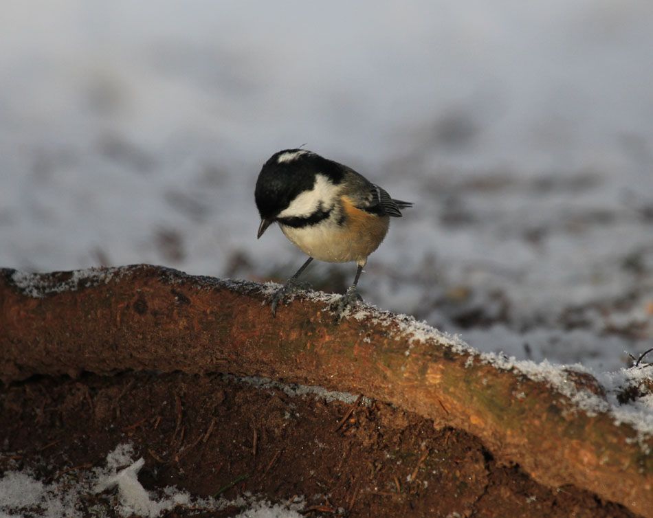 IMAGE: http://i33.photobucket.com/albums/d91/kawwauser/coaltit-1.jpg