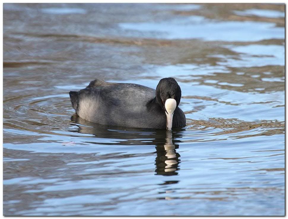 IMAGE: http://i33.photobucket.com/albums/d91/kawwauser/coot7.jpg