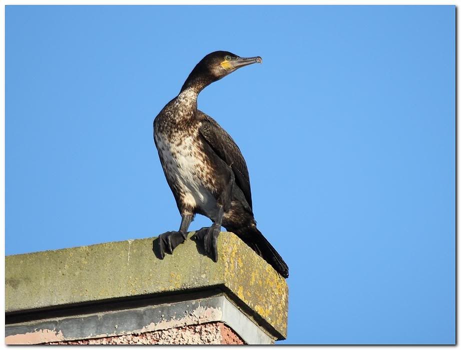 IMAGE: http://i33.photobucket.com/albums/d91/kawwauser/corm6b.jpg