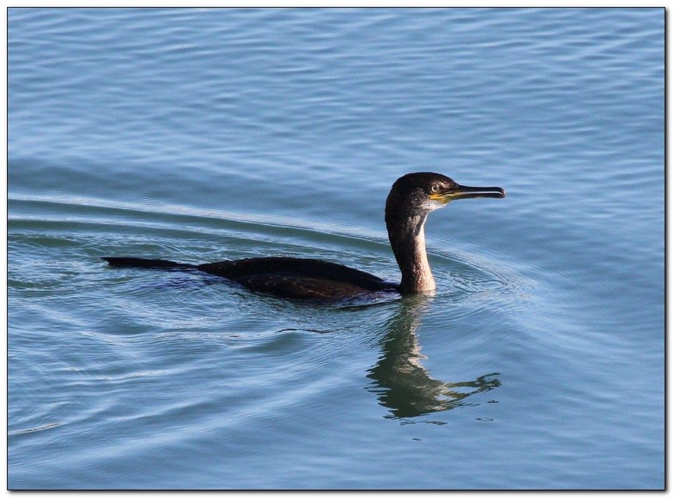 IMAGE: http://i33.photobucket.com/albums/d91/kawwauser/cormorant.jpg