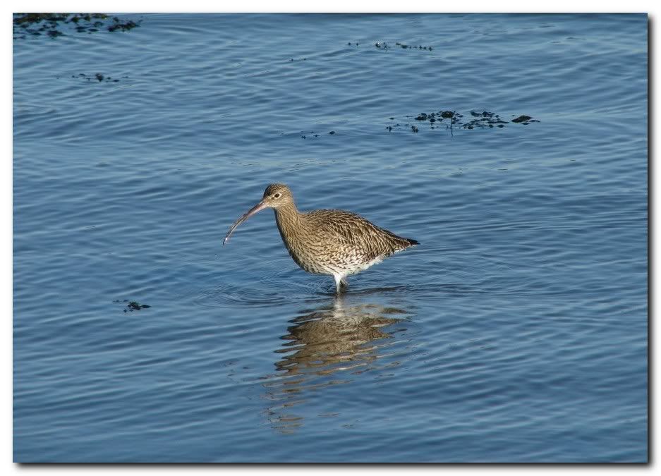 IMAGE: http://i33.photobucket.com/albums/d91/kawwauser/curl2.jpg