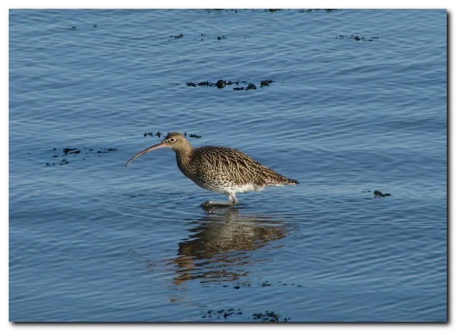 IMAGE: http://i33.photobucket.com/albums/d91/kawwauser/curl3.jpg