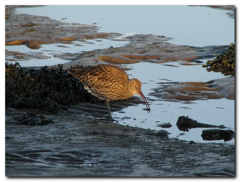 IMAGE: http://i33.photobucket.com/albums/d91/kawwauser/curlew8.jpg