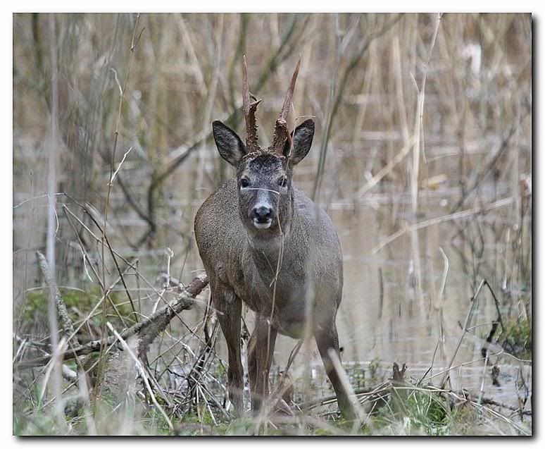 IMAGE: http://i33.photobucket.com/albums/d91/kawwauser/deer.jpg