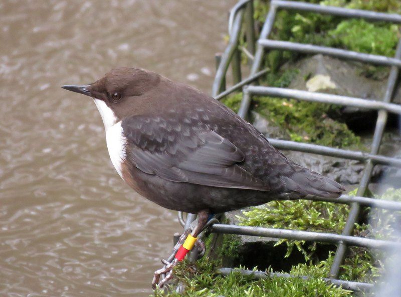 IMAGE: http://i33.photobucket.com/albums/d91/kawwauser/dipper2_zps8e09e6ea.jpg