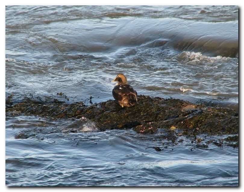 IMAGE: http://i33.photobucket.com/albums/d91/kawwauser/eider-2.jpg