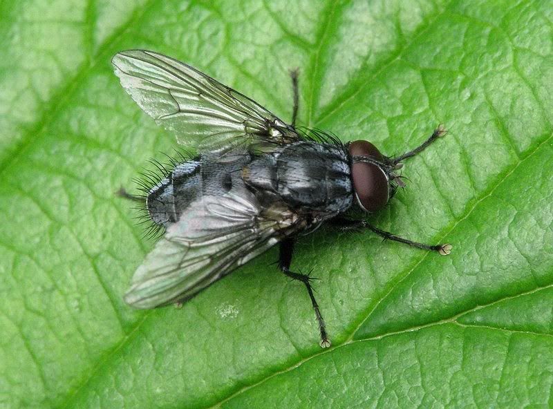 IMAGE: http://i33.photobucket.com/albums/d91/kawwauser/f1b.jpg