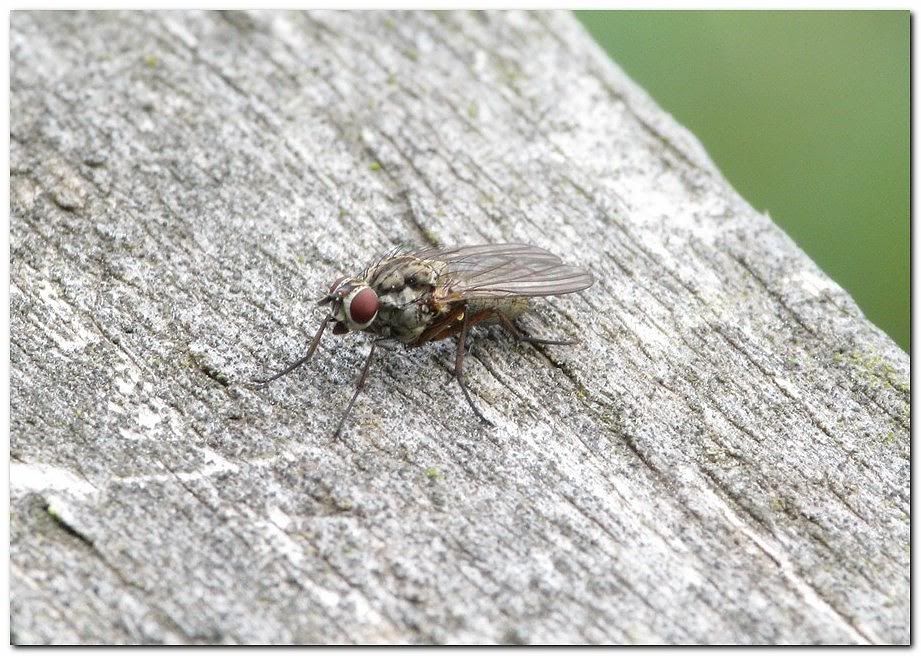 IMAGE: http://i33.photobucket.com/albums/d91/kawwauser/flyb.jpg