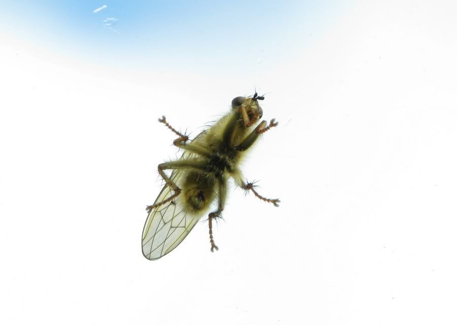 IMAGE: http://i33.photobucket.com/albums/d91/kawwauser/flys1.jpg