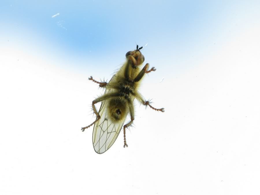 IMAGE: http://i33.photobucket.com/albums/d91/kawwauser/flys3.jpg