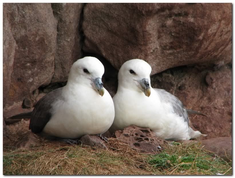 IMAGE: http://i33.photobucket.com/albums/d91/kawwauser/fulmar442.jpg