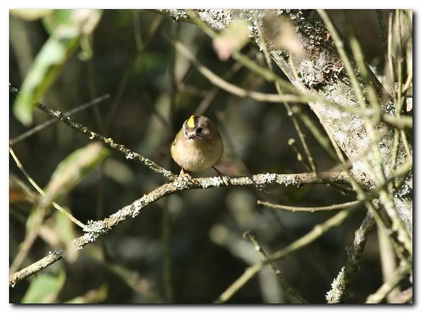 IMAGE: http://i33.photobucket.com/albums/d91/kawwauser/goldcrest.jpg