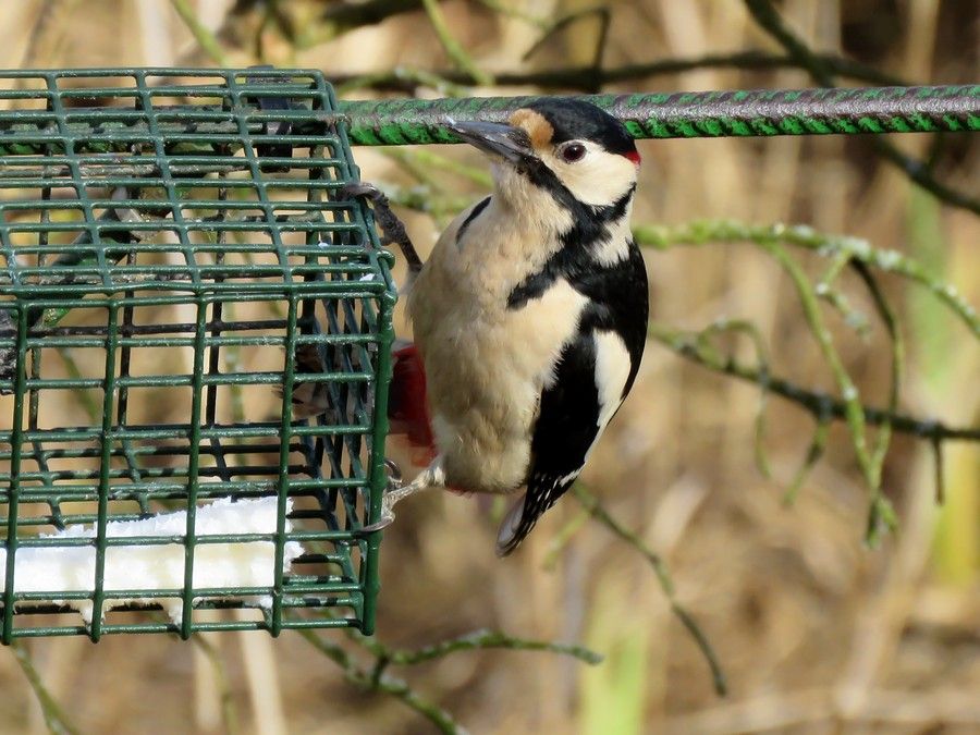 IMAGE: http://i33.photobucket.com/albums/d91/kawwauser/gw2_zpshr1sdxrg.jpg