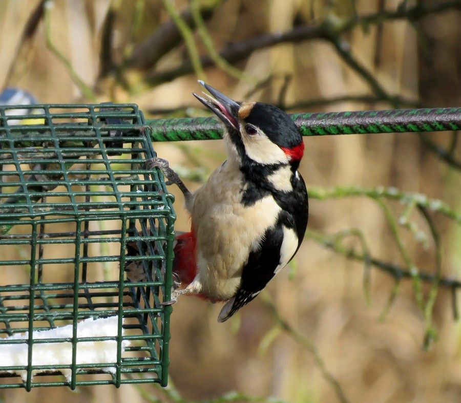 IMAGE: http://i33.photobucket.com/albums/d91/kawwauser/gw3_zpsjmhqae0j.jpg