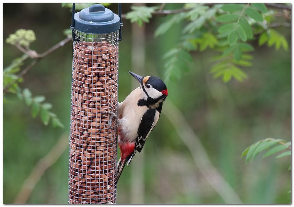 IMAGE: http://i33.photobucket.com/albums/d91/kawwauser/gw66.jpg