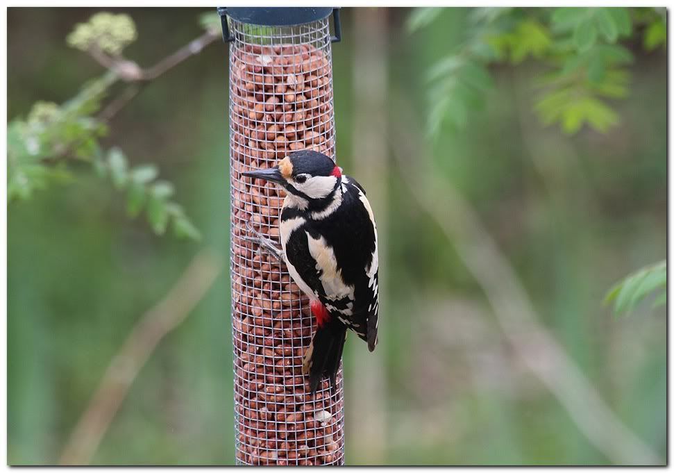 IMAGE: http://i33.photobucket.com/albums/d91/kawwauser/gw67.jpg