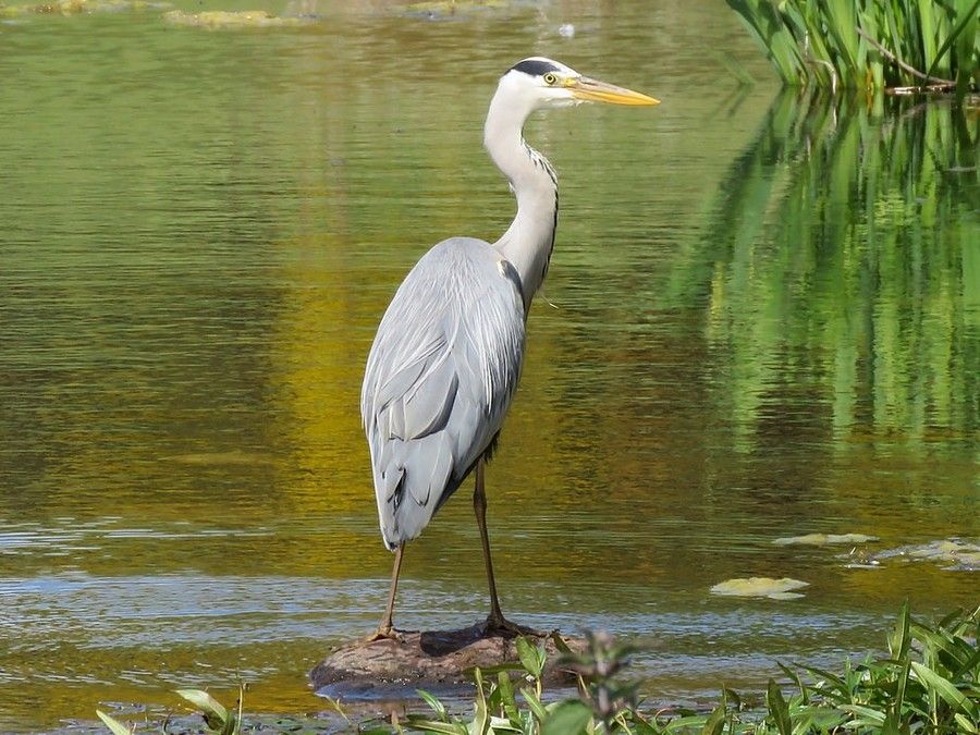 IMAGE: http://i33.photobucket.com/albums/d91/kawwauser/h1s_zpsxzsmuh3z.jpg