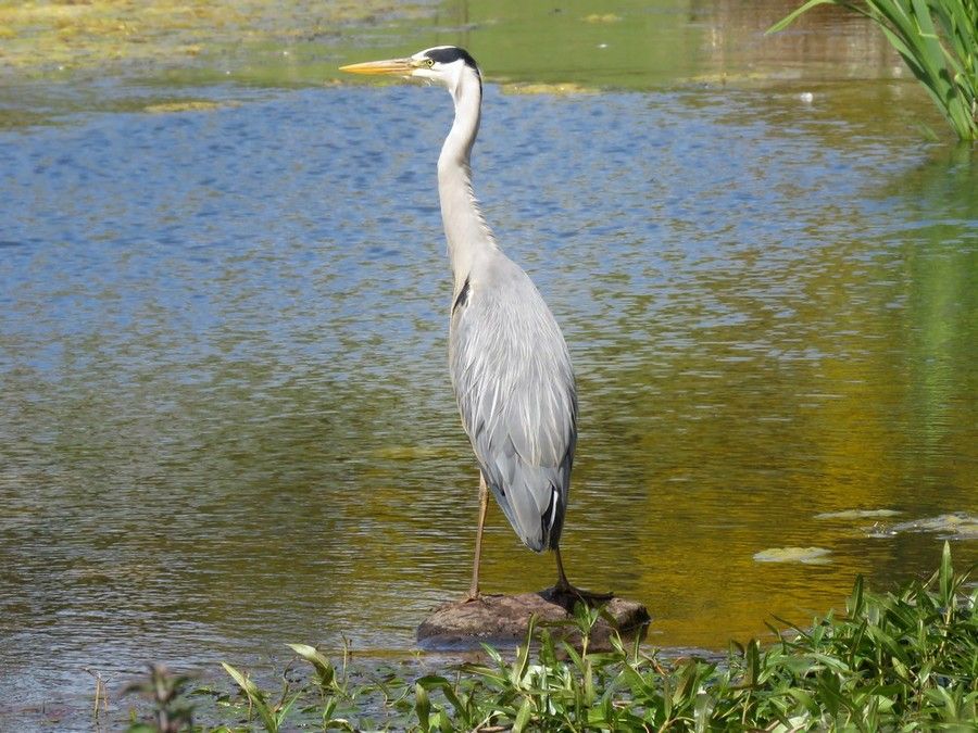 IMAGE: http://i33.photobucket.com/albums/d91/kawwauser/h2_zpskrzmsnh2.jpg