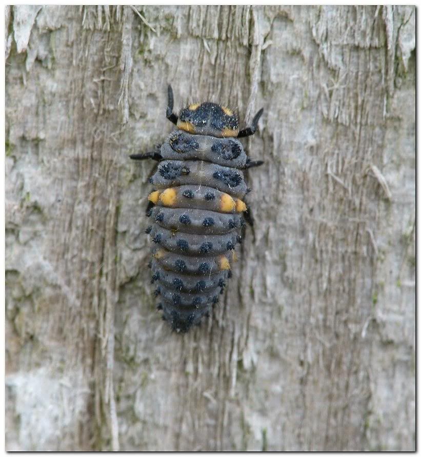 IMAGE: http://i33.photobucket.com/albums/d91/kawwauser/ins2b.jpg