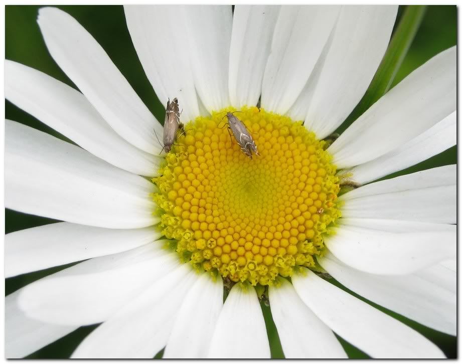 IMAGE: http://i33.photobucket.com/albums/d91/kawwauser/isct.jpg