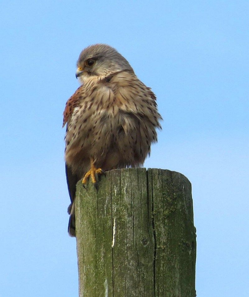 IMAGE: http://i33.photobucket.com/albums/d91/kawwauser/kestrel3_zps2b69aa69.jpg