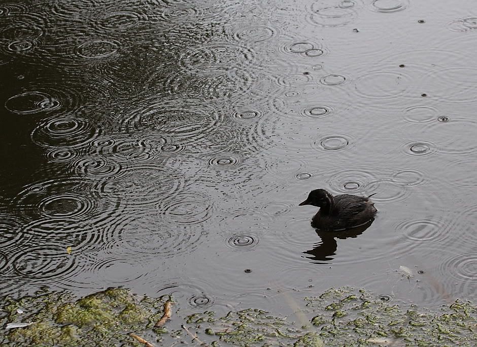 IMAGE: http://i33.photobucket.com/albums/d91/kawwauser/lgrebe4-1.jpg