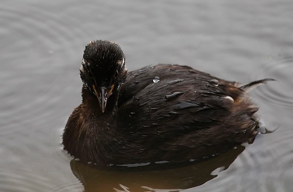 IMAGE: http://i33.photobucket.com/albums/d91/kawwauser/littlegrebe50.jpg