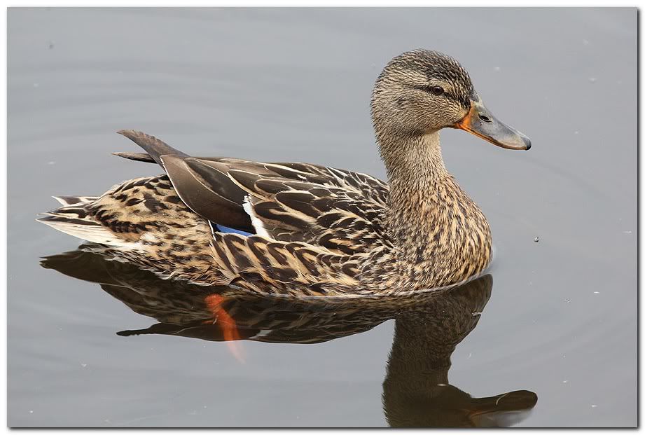 IMAGE: http://i33.photobucket.com/albums/d91/kawwauser/mallard5.jpg