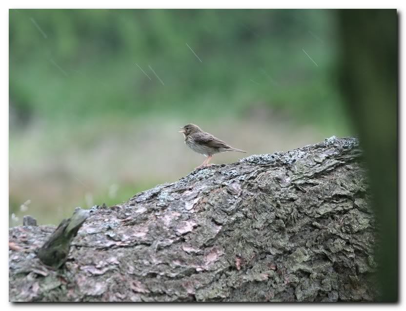 IMAGE: http://i33.photobucket.com/albums/d91/kawwauser/mead2.jpg