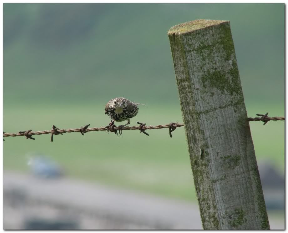 IMAGE: http://i33.photobucket.com/albums/d91/kawwauser/mpp1.jpg