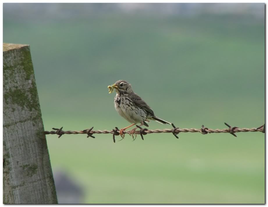 IMAGE: http://i33.photobucket.com/albums/d91/kawwauser/mpp2.jpg