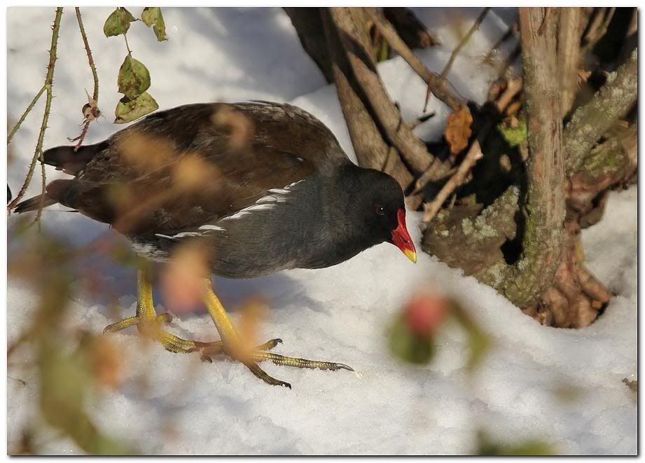 IMAGE: http://i33.photobucket.com/albums/d91/kawwauser/mrh4b.jpg