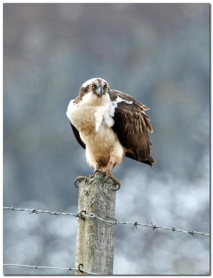 IMAGE: http://i33.photobucket.com/albums/d91/kawwauser/osprey7327.jpg