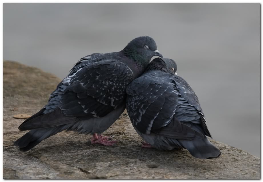 IMAGE: http://i33.photobucket.com/albums/d91/kawwauser/pidg5.jpg