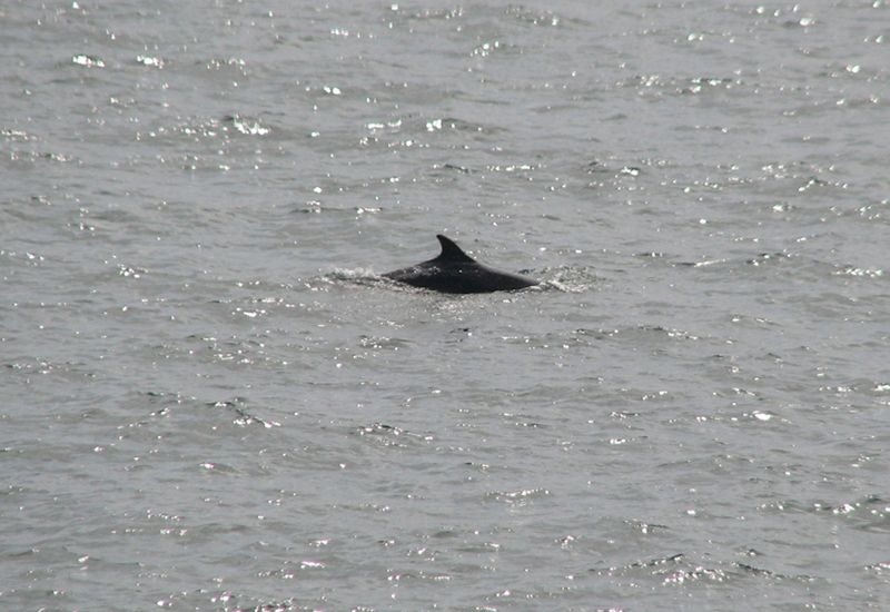 IMAGE: http://i33.photobucket.com/albums/d91/kawwauser/r524005171.jpg