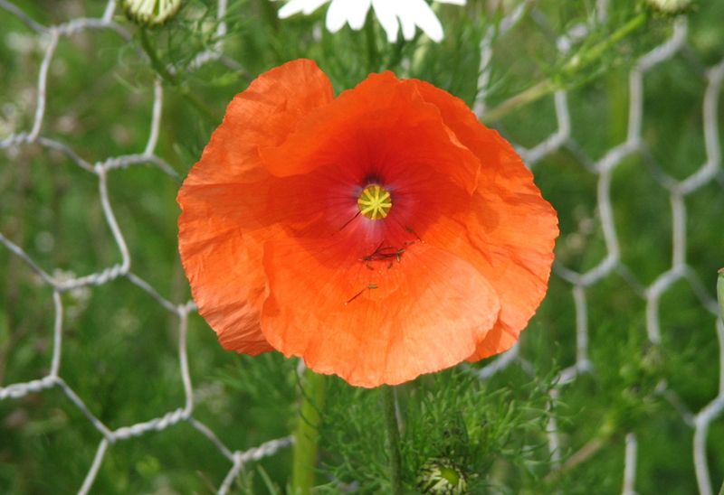 IMAGE: http://i33.photobucket.com/albums/d91/kawwauser/r524005173.jpg