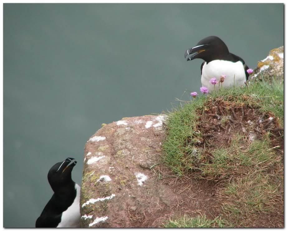 IMAGE: http://i33.photobucket.com/albums/d91/kawwauser/razorbill887.jpg