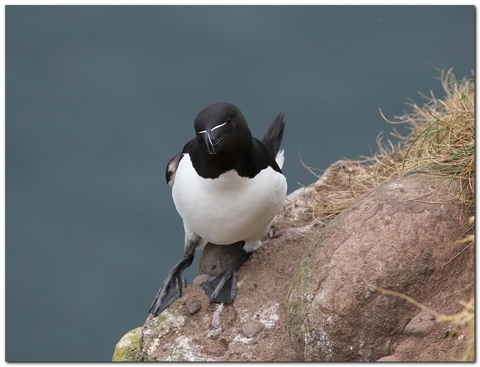 IMAGE: http://i33.photobucket.com/albums/d91/kawwauser/razz44b.jpg