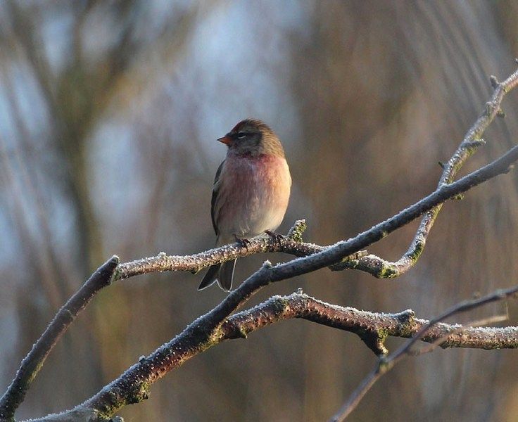 IMAGE: http://i33.photobucket.com/albums/d91/kawwauser/redpoll2_zps82fc84bd.jpg