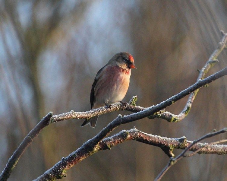 IMAGE: http://i33.photobucket.com/albums/d91/kawwauser/redpoll_zpsc9b9e2ab.jpg