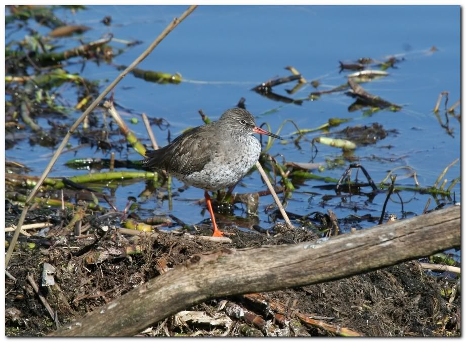 IMAGE: http://i33.photobucket.com/albums/d91/kawwauser/redshank755.jpg