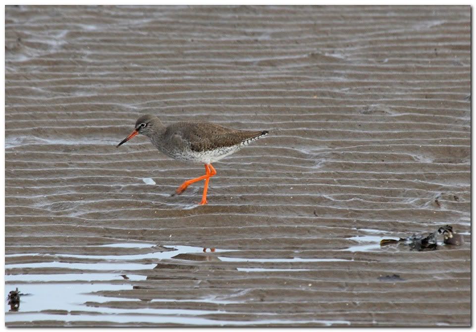 IMAGE: http://i33.photobucket.com/albums/d91/kawwauser/redshank944.jpg